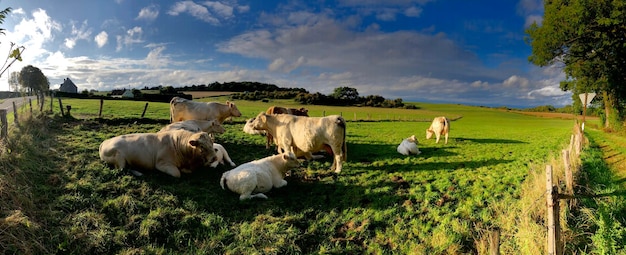 Foto vacas a pastar no campo