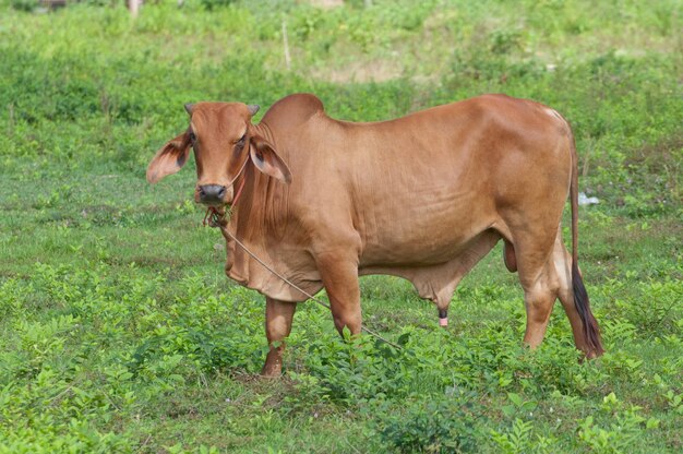 Foto vacas a pastar no campo