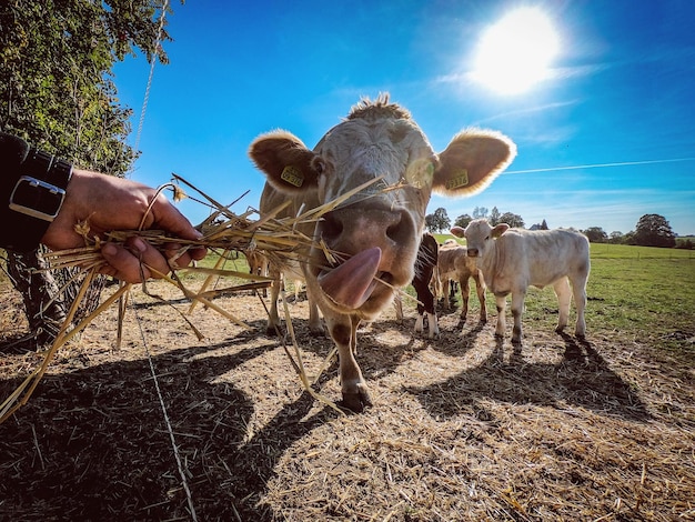 Foto vacas a pastar no campo