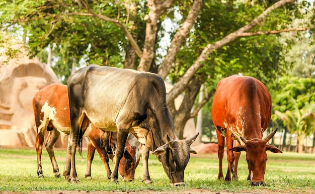 Vacas a pastar no campo