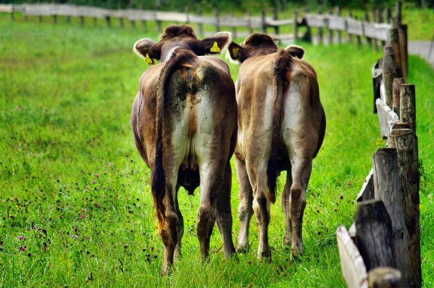 Foto vacas a pastar no campo