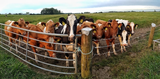 Foto vacas a pastar no campo