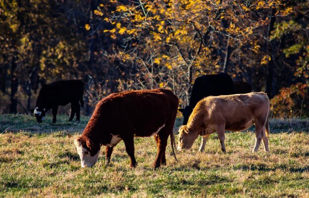 Foto vacas a pastar no campo