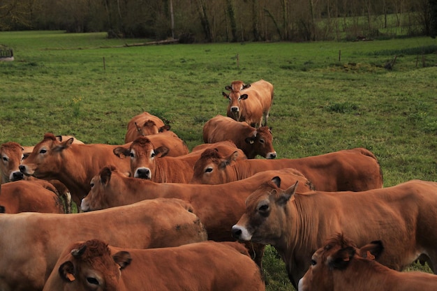 Foto vacas a pastar no campo