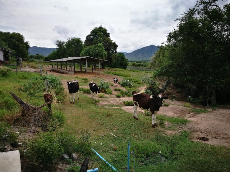 Foto vacas a pastar num campo