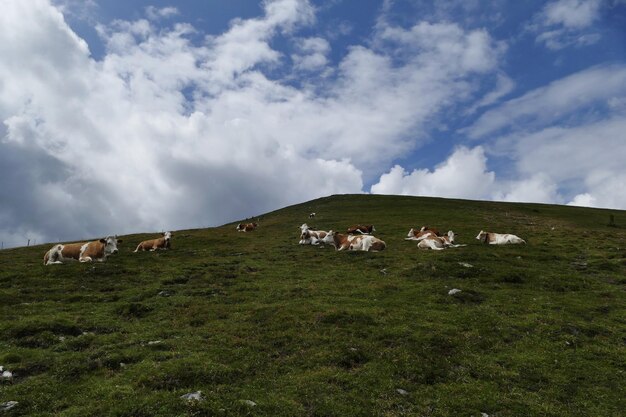 Foto vacas a pastar num campo