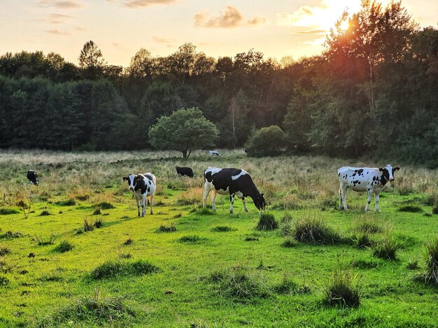 Foto vacas a pastar num campo