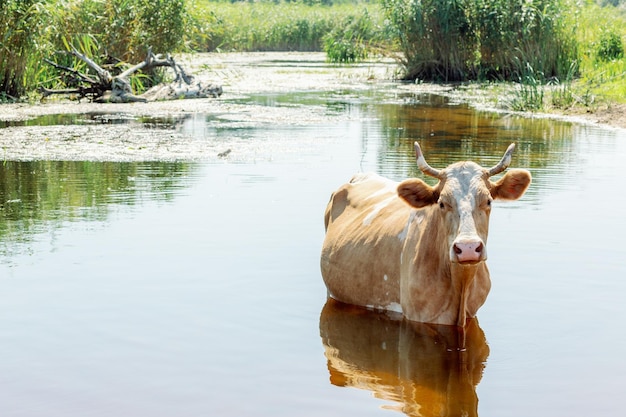 Vacas en el abrevadero