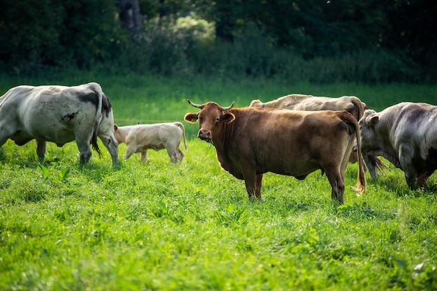 Vacas adoráveis em um pasto comendo grama fresca, gado, conceito animal