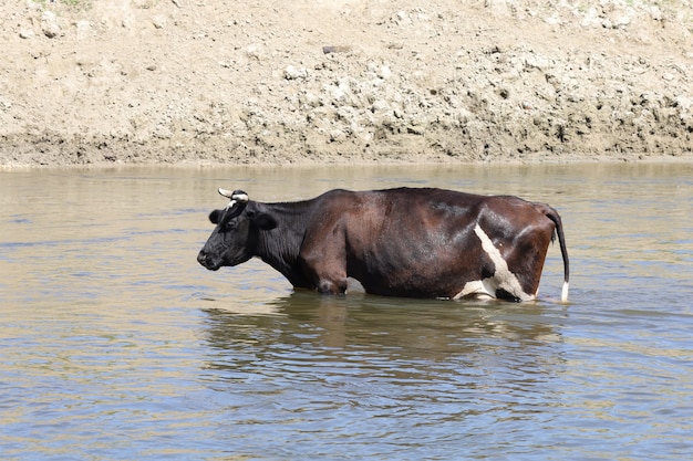 Vacas en el agua del río en verano.