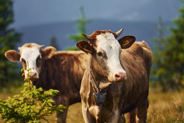 Vacas al aire libre en las montañas de los Cárpatos Concepción de viajar y cultivar