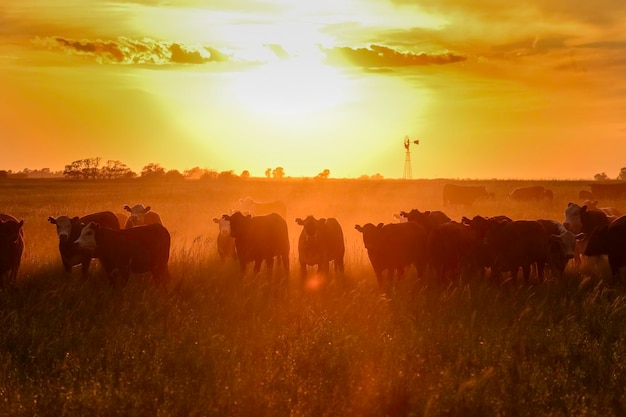 Vacas al atardecer en La Pampa Argentina