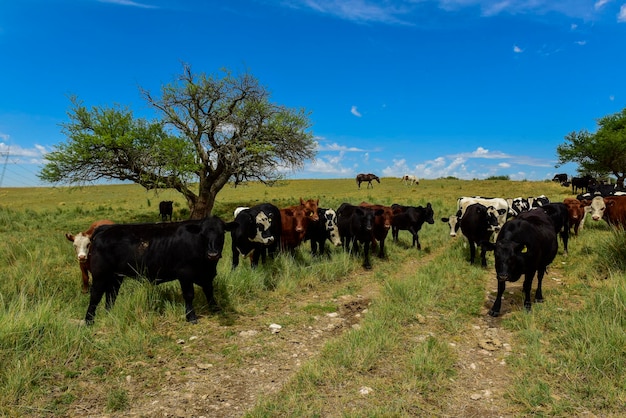 Vacas alimentadas com capim PampasPatagonia Argentina