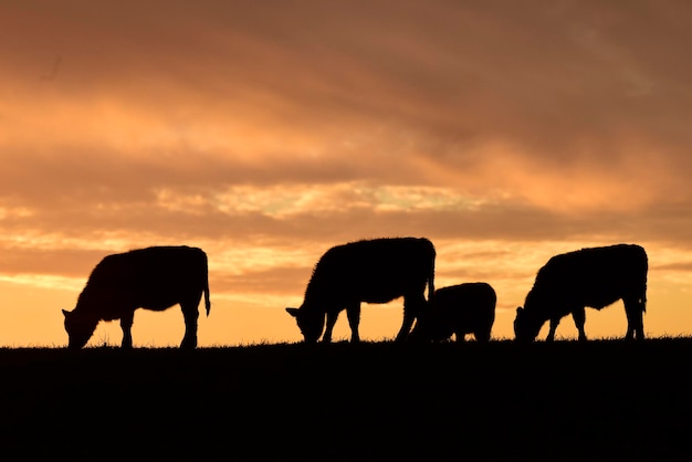 Vacas alimentadas con pasto en el campo pampeano Patagonia Argentina