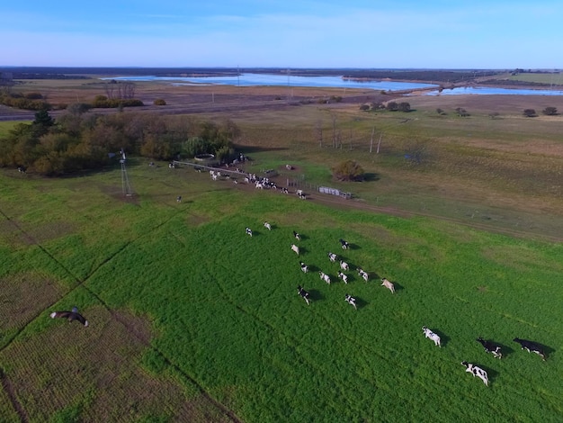 Vacas alimentadas con pasto en el campo pampeano Patagonia Argentina