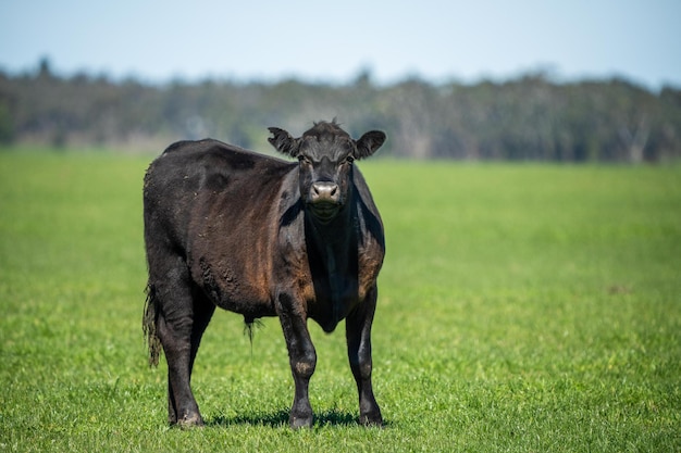 Foto vacas angus em uma fazenda agrícola sustentável na primavera