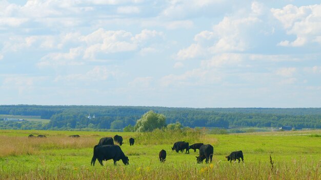 Vacas angus negras pastando en tierras de cultivo vacas pastando en un prado verde de verano