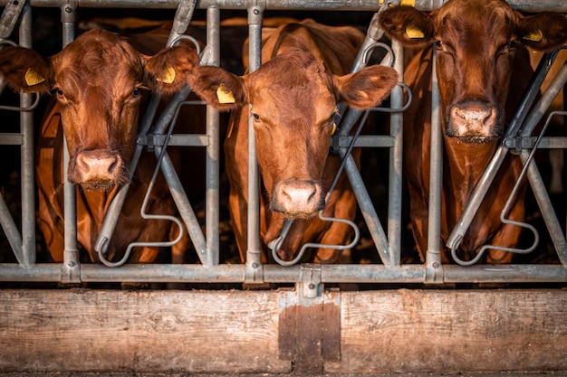 Foto vacas animales domésticos señalando sus cabezas a través de la cerca en la granja de ganado esperando comida
