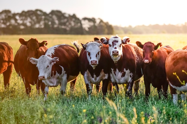 Vacas ao pôr do sol em La Pampa Argentina