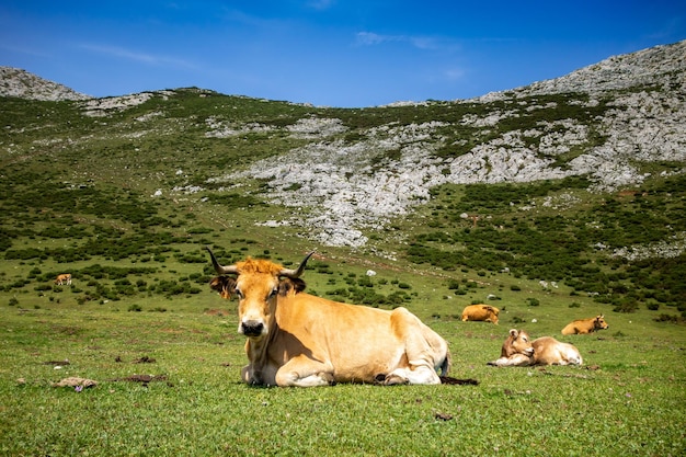 Vacas ao redor dos lagos Covadonga Picos de Europa Astúrias Espanha