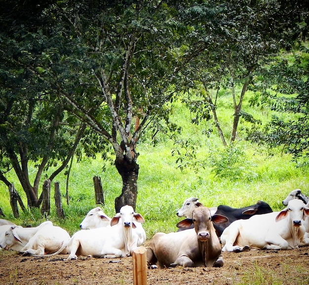 Foto vacas por árbol