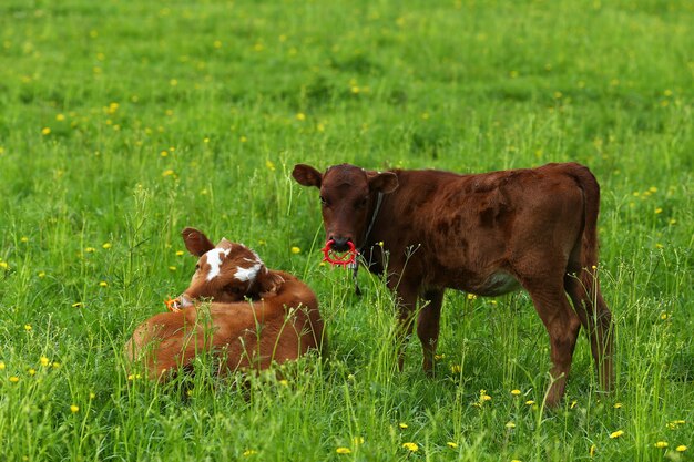 Vacas con aros en la nariz sobre la hierba verde