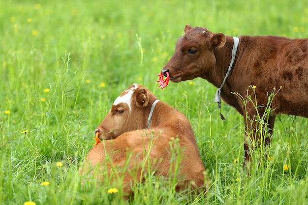 Vacas con aros en la nariz sobre la hierba verde