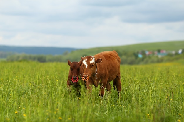 Vacas con aros en la nariz sobre la hierba verde