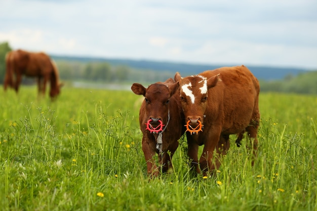 Vacas con aros en la nariz sobre la hierba verde