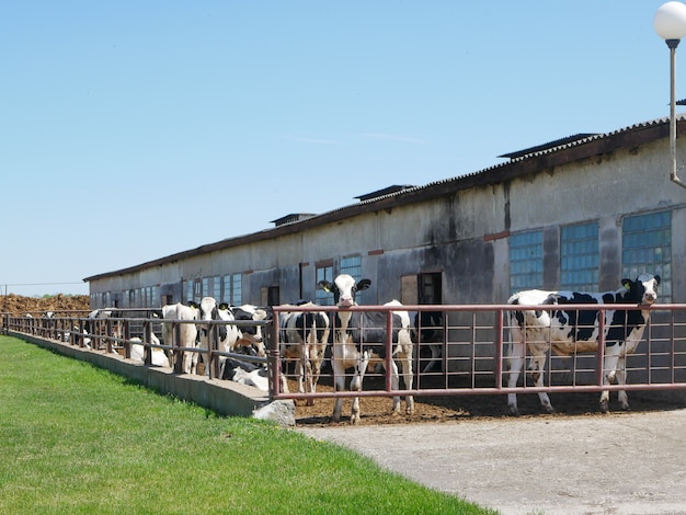 Vacas atrás de uma cerca em uma fazenda