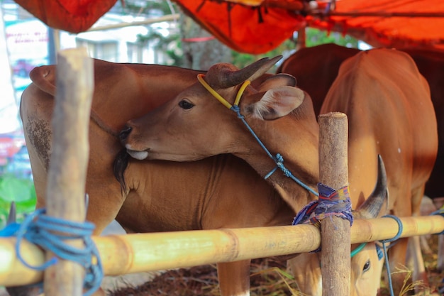 Las vacas de Bali son animales de ganado comunes en la granja estable