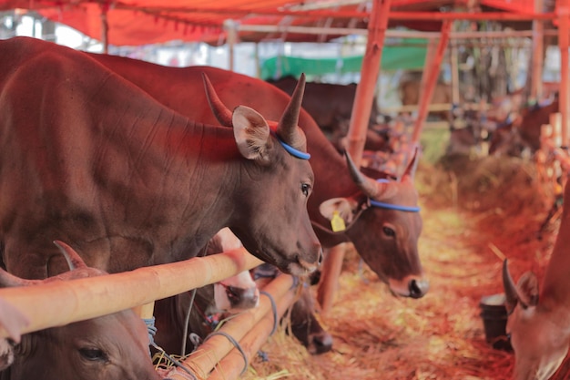 Las vacas de Bali son animales de ganado comunes en la granja estable
