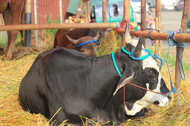 Las vacas de Bali son animales de ganado comunes en la granja estable