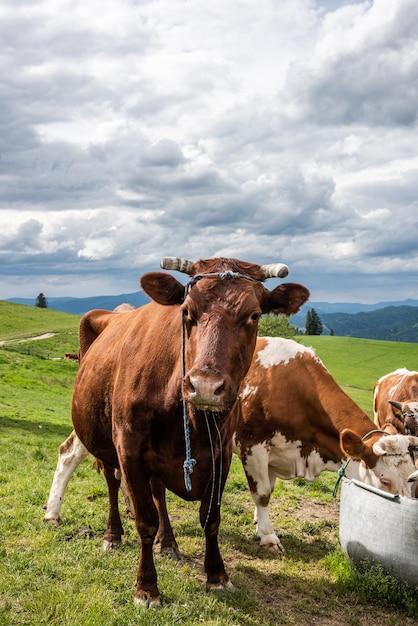 Las vacas beben agua en la granja ubicada en las montañas Pieniny Polonia