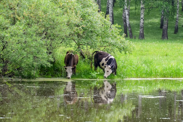 las vacas beben agua del río en el pasto