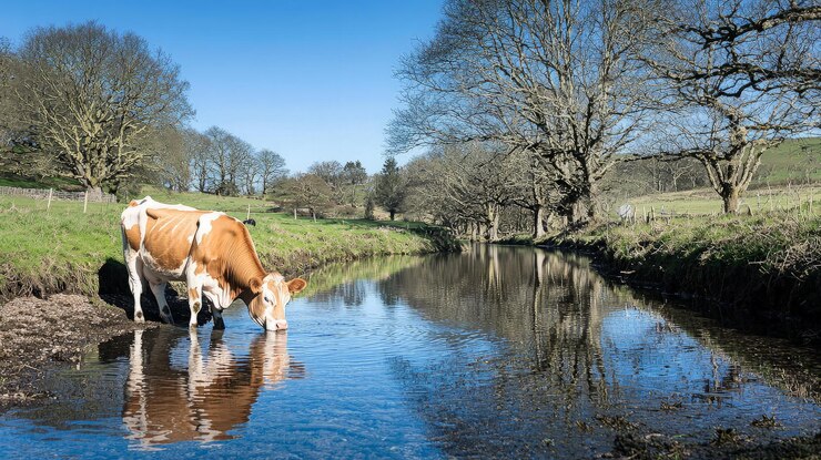 Las vacas beben del arroyo en un entorno rural