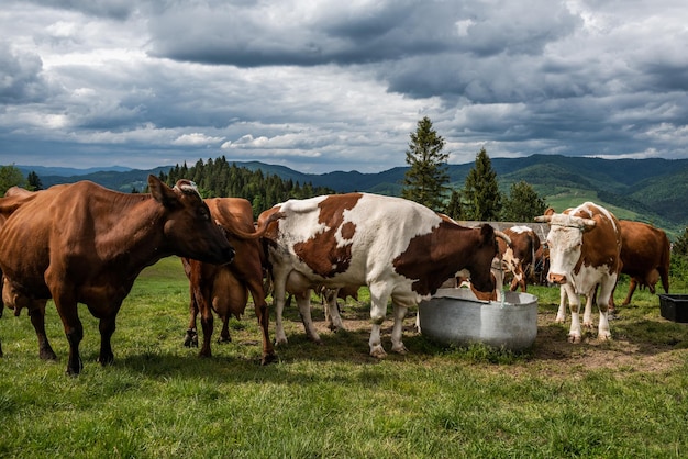 Vacas bebendo água na fazenda localizada nas Montanhas Pieniny, Polônia