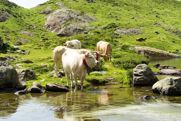 Vacas bebiendo en un lago de montaña