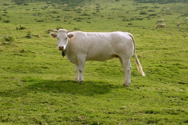 Vacas beige ganado comiendo en prado verde