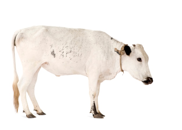Vacas de Benin aisladas