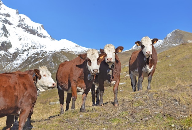 Vacas blancas y marrones alpinas en pastos de montaña bajo un cielo azul