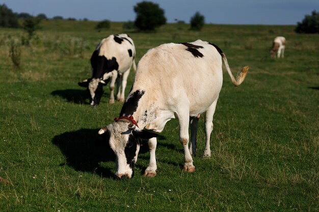 Las vacas blancas y negras pastan en la hierba en verano. Paisaje de verano.