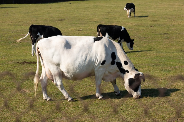 Vacas blancas y negras en el pasto.