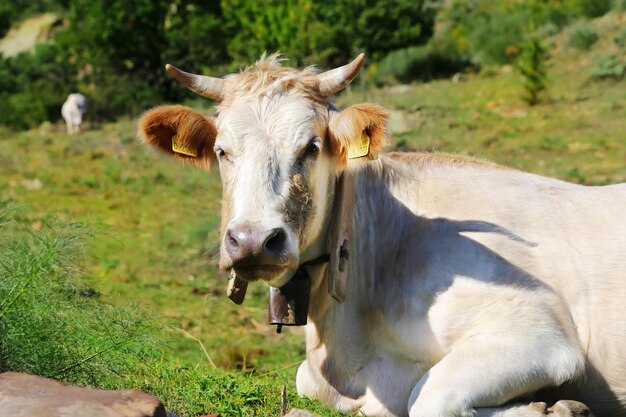 Vacas blancas