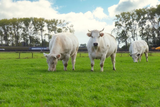 Vacas brancas árvore pastando no campo perto de uma estrada na Holanda