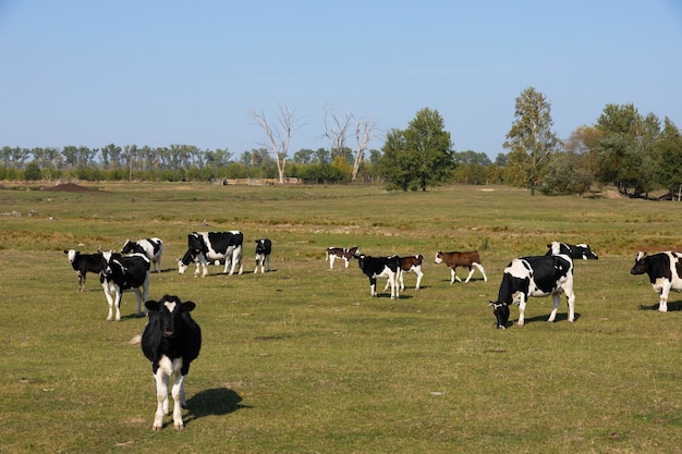 Vacas brancas e pretas em um pasto, prado.