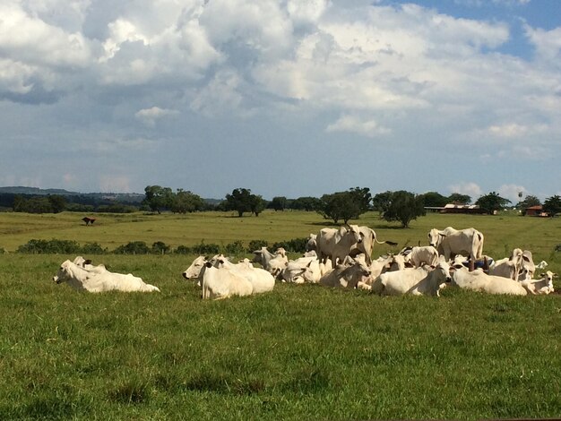 Foto vacas brancas em um campo gramado contra um céu nublado durante um dia ensolarado