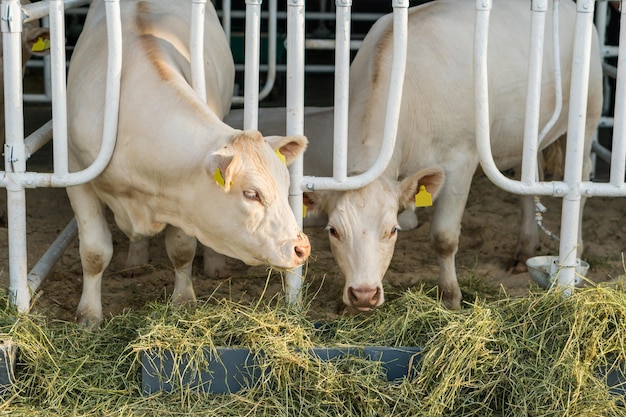 Vacas brancas em um estábulo comendo feno orgânico na fazenda de gado leiteiro. Conceito de agricultura da indústria agrícola