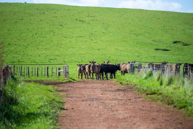 Vacas en un callejón en una granja verde