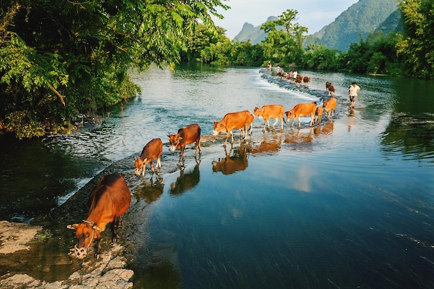 Las vacas caminando por el lago